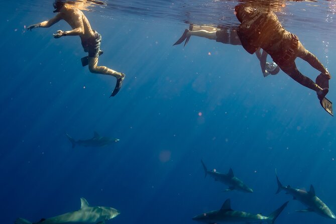 Private Shark Dive, Oahu, Hawaii (6 Guest) - Price check: $753.99 per group (up to 6) and when it’s good value