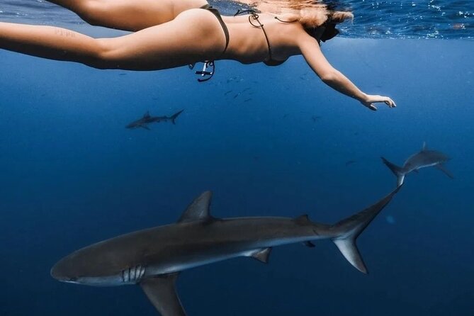 Private Shark Dive, Oahu, Hawaii (6 Guest) - Make it truly private: headcount is everything