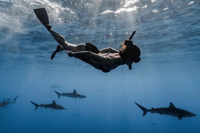 Private Shark Dive, Oahu, Hawaii (6 Guest) - Who should book this Oahu shark swim?