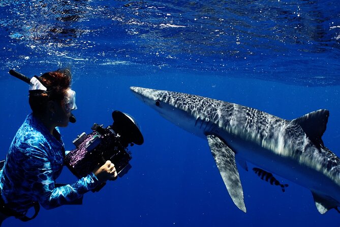 Private Shark Dive, Oahu, Hawaii (6 Guest) - Should you book this private Oahu shark swim?