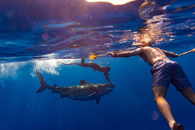 Private Shark Dive, Oahu, Hawaii (6 Guest) - In the water: what guaranteed sharks really means for your day