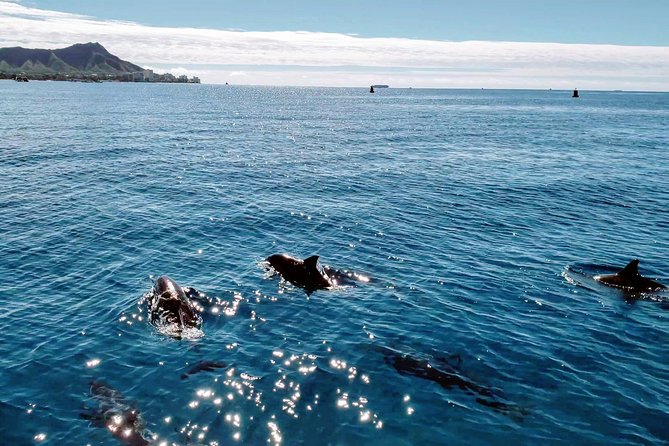 Private Snorkeling and Wildlife on The Adventure Boat - Who this tour fits best (and who should think twice)