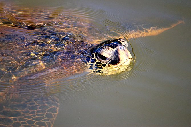 Private Stand up Paddle Lesson and Tour (for 1 or more paddlers) - Instructor Quality: The Names to Remember and What People Loved