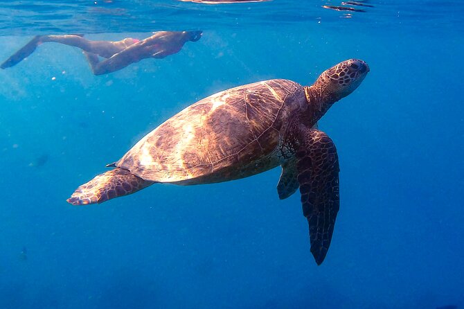 Private Turtle Snorkel & Cruise Waikiki - Waikiki private cruise: calm, small, and easy to enjoy