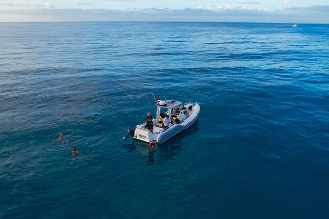 Private Turtle Snorkel & Cruise Waikiki - Marine life chances: more than just turtles