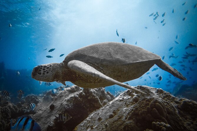 Private Waikiki Boat Charter – Create Your Own Ocean Experience - Your Own Captain and Guide (Dan and Stephanie)