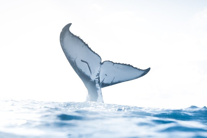 Private Whale Watching Activity: 6 passengers max - Key highlights at a glance