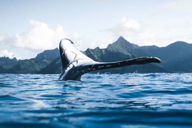 Private Whale Watching Activity: 6 passengers max - Why this private whale watching feels calmer than the big-boat version