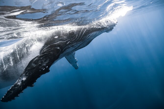 Private Whale Watching Activity: 6 passengers max - Price and value: $500 per group (up to 6) and how to judge it