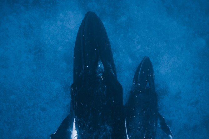 Private Whale Watching Activity: 6 passengers max - Meeting point, getting on board, and what to expect logistically