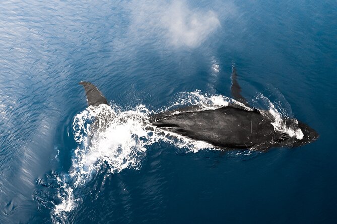Private Whale Watching Activity: 6 passengers max - Who this private whale watching works best for