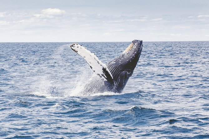 Private Whale Watching Adventure - The boat ride: zodiac-style search power and what comfort really means