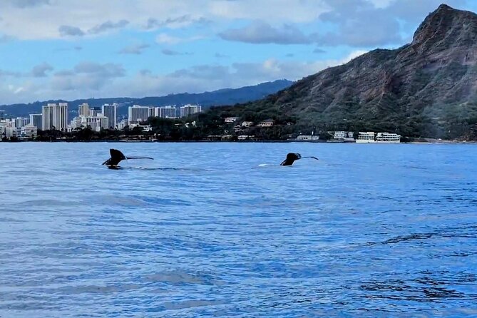 Private Whale Watching Adventure - More than whales: dolphins, monk seals, and sea turtles
