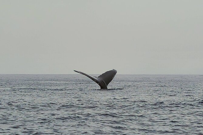 Private Whale Watching Adventure - Morning vs. afternoon cruise: how to pick your best window