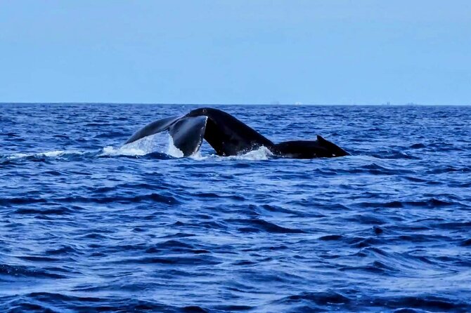 Private Whale Watching Adventure - What $795 per group buys you (and when it’s worth it)