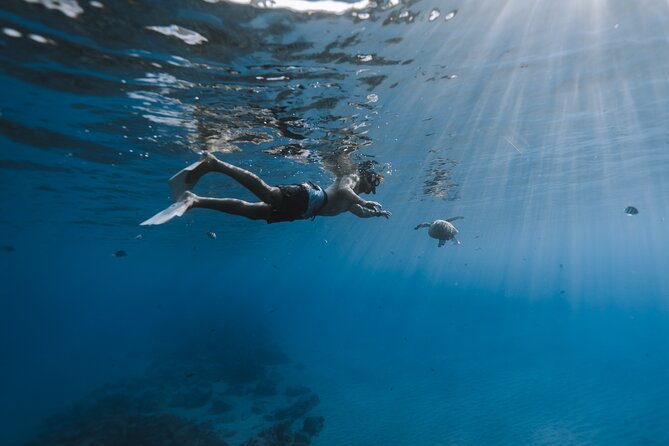 Private Whale Watching and Coastal Swimming Tour Honolulu - Price and value: what you’re paying for at $749 per group