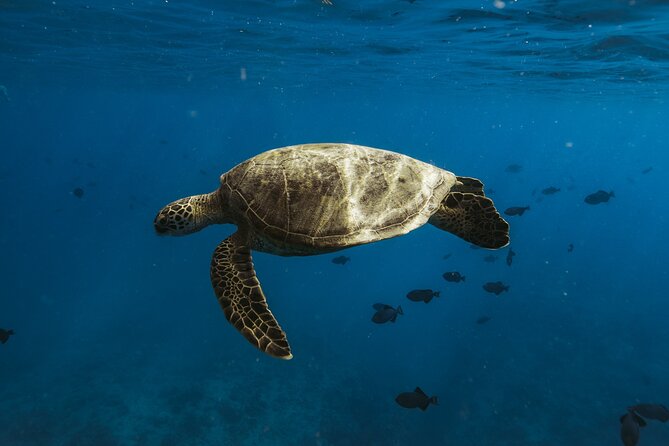 Private Whale Watching and Coastal Swimming Tour Honolulu - Who should book this Honolulu whale watch and coastal swim