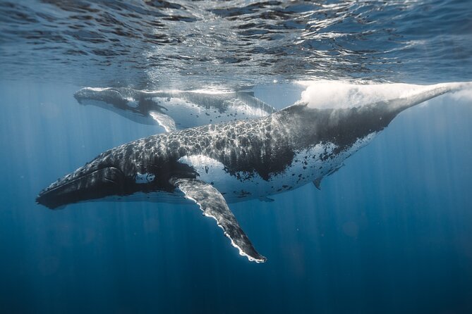 Private Whale Watching and Coastal Swimming Tour Honolulu - Practical planning tips that matter on a charter