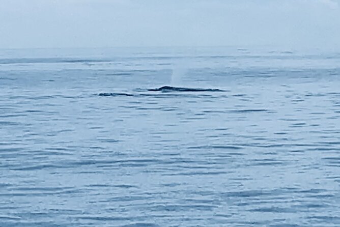 Private Whale Watching and Dolphin Excursion - Key takeaways before you go