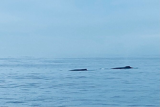 Private Whale Watching and Dolphin Excursion - What this 2-hour private whale and dolphin excursion is really like