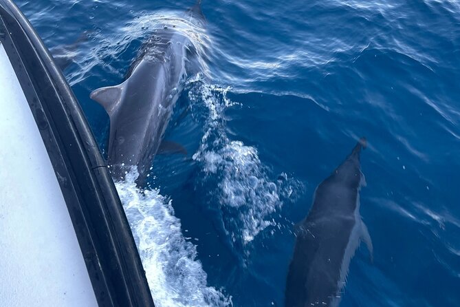 Private Whale Watching and Dolphin Excursion - What to bring (and what you can lean on the operator for)
