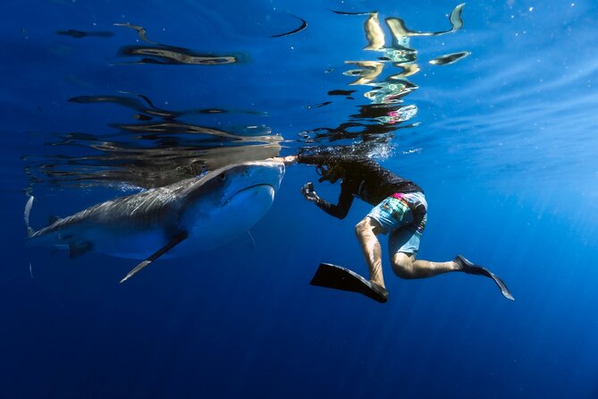 Safe and Educational Shark Dive from Haleiwa: Sharks Guaranteed - Key things you’ll notice fast