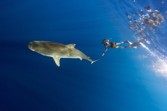 Safe and Educational Shark Dive from Haleiwa: Sharks Guaranteed - What you might see beyond sharks: whales, turtles, and pelagic fish