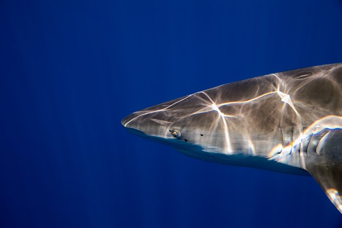 Safe and Educational Shark Dive from Haleiwa: Sharks Guaranteed - Crew vibe: professional, fun, and occasionally strict