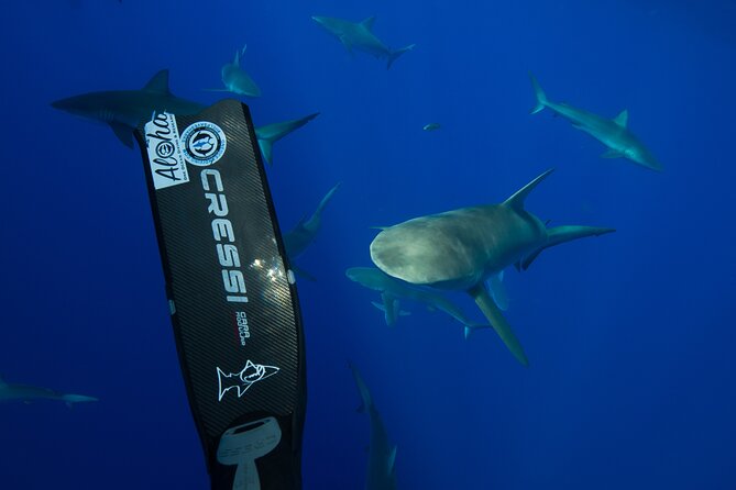 Safe and Educational Shark Dive from Haleiwa: Sharks Guaranteed - Price and value: is $165.71 worth it?