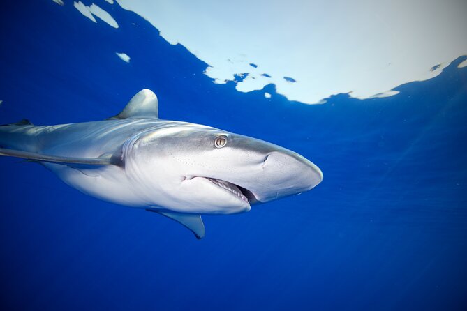 Safe and Educational Shark Dive from Haleiwa: Sharks Guaranteed - Comfort tips for first-timers (especially if you get motion sick)