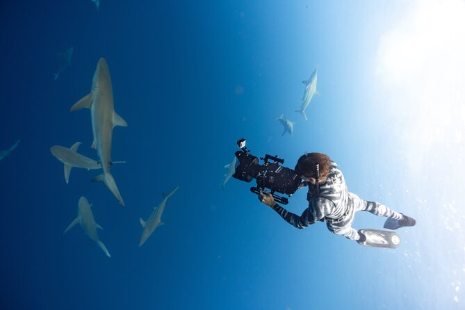 Safe and Educational Shark Dive from Haleiwa: Sharks Guaranteed - Weather, seasons, and the sharks-guaranteed promise