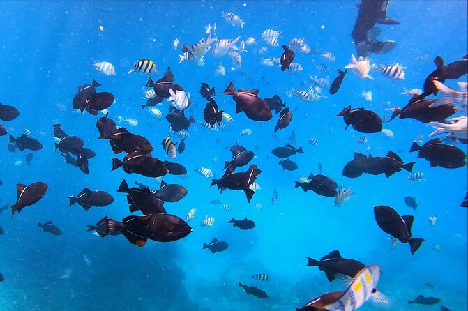 Sail and Turtle Snorkeling Tour in Waikiki - Snorkel Stop: Turtle Town and Turtle Canyon Up Close