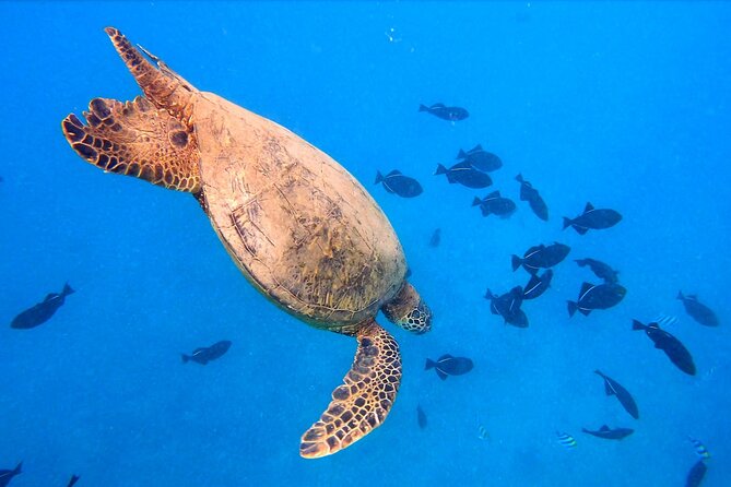 Sail and Turtle Snorkeling Tour in Waikiki - Price and Value: Is $99 a Fair Deal?