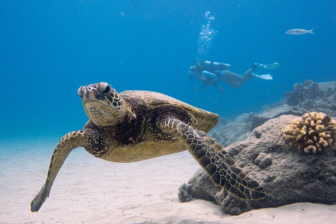 Scuba Dive at Electric Beach - Key Things I’d Prioritize