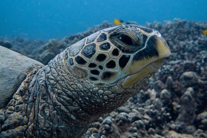 Scuba Dive at Electric Beach - Electric Beach’s Reef Magic Starts Before You Gear Up