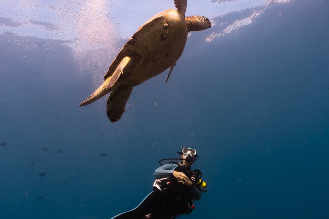 Scuba Dive at Electric Beach - What You’ll See: Turtles, Coral Gardens, Lava Arches, and Reef Fish