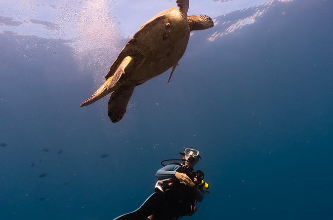 Scuba Dive at Electric Beach - Logistics That Matter: Timing, Location, and Fitness