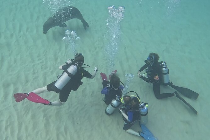 SCUBA Dive at Electric Beach with Photos -No Certification Needed - Kahe Point Beach Park: your underwater playground and what to expect seeing wildlife