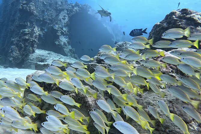 SCUBA Dive at Electric Beach with Photos -No Certification Needed - Photos are included: how to use the shot package to remember the experience