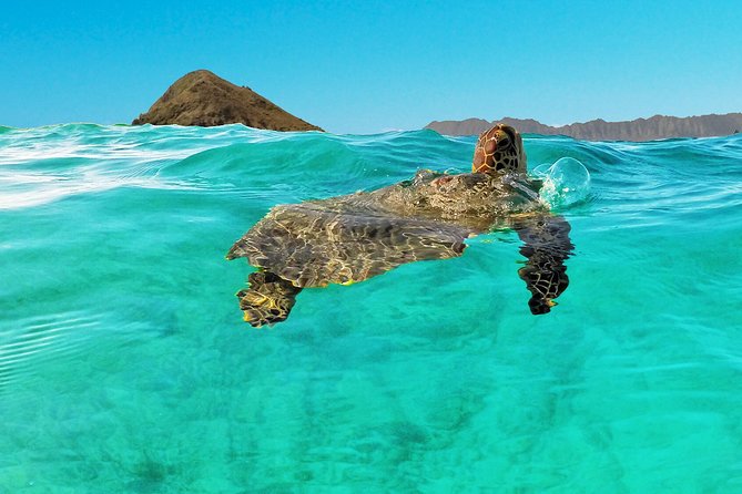 Self-Guided Kayaking Discovery in Kailua, Oahu - Wind, Fitness, and Experience: Be Honest Before You Go