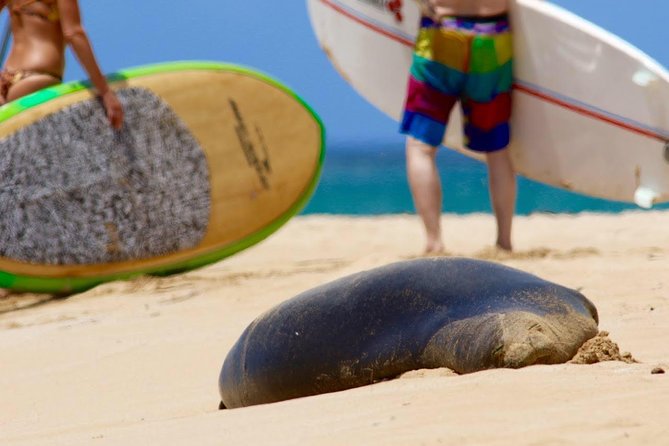 Semi-Private Surf Lesson - Land briefing (10–15 minutes): safety and basics that pay off fast