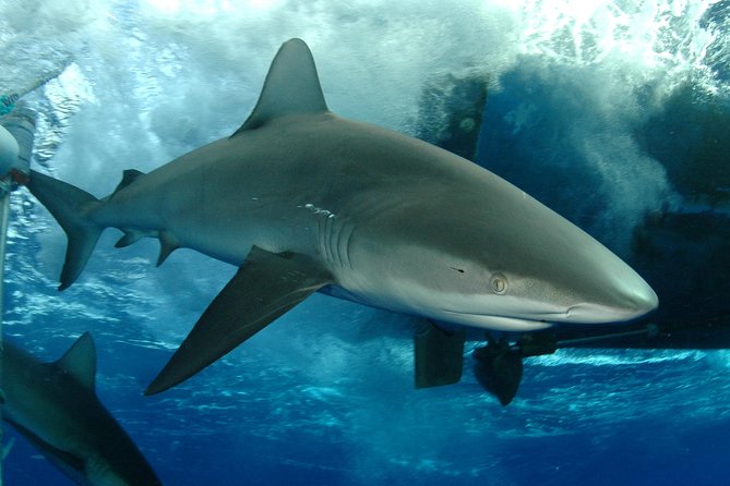 Shark Cage Diving on Oahu’s North Shore - Key points before you go