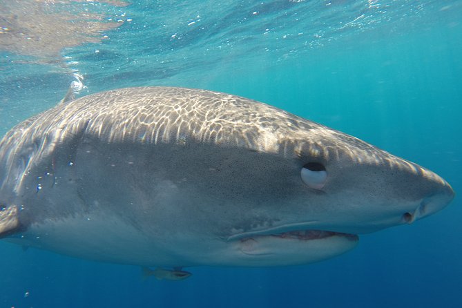 Shark Cage Diving on Oahu’s North Shore - Why Oahu’s North Shore is built for shark viewing