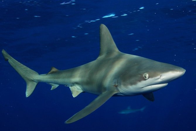 Shark Cage Diving on Oahu’s North Shore - Ocean conditions: sea sickness, cold water, and how to prep