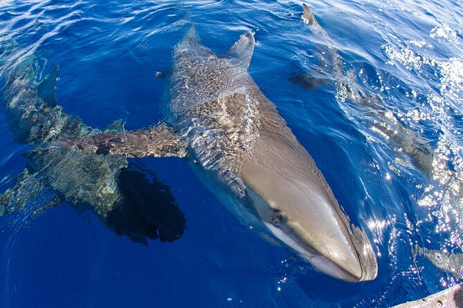 Shark Cage Diving on Oahu’s North Shore - Bonus wildlife: whales and birds sometimes join the show
