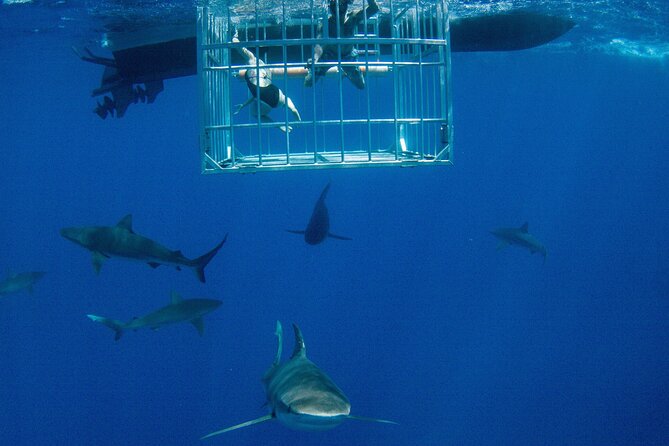 Shark Cage Diving On "The World Famous North Shore of Oahu", Hawaii - Key Things I’d Not Skip