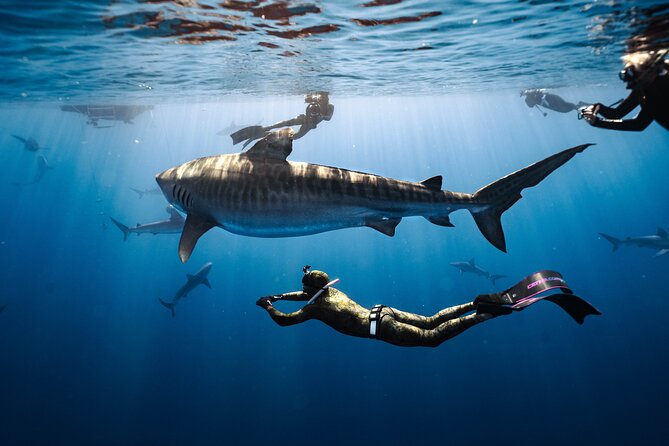 Shark Dive Private Charter No Cage - Key highlights worth planning around