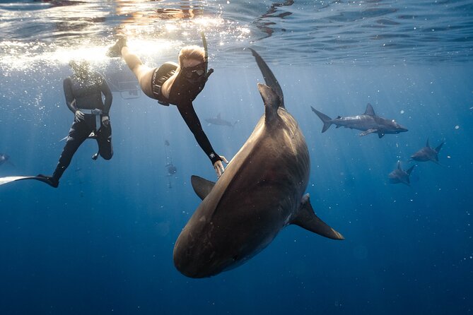 Shark Dive Private Charter No Cage - North Shore no-cage shark time: what makes this different