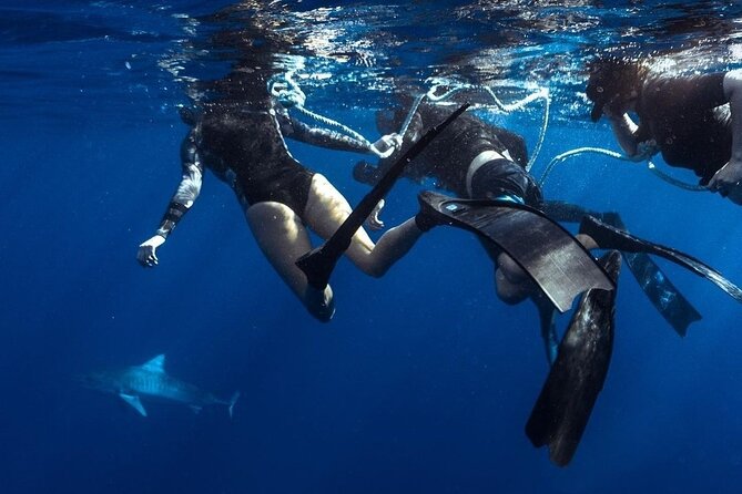 Shark Dive Private Charter No Cage - Getting to Go Adventure Hawaii in Haleiwa