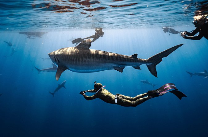 Shark Dive Private Charter No Cage - What happens on the boat before you go in